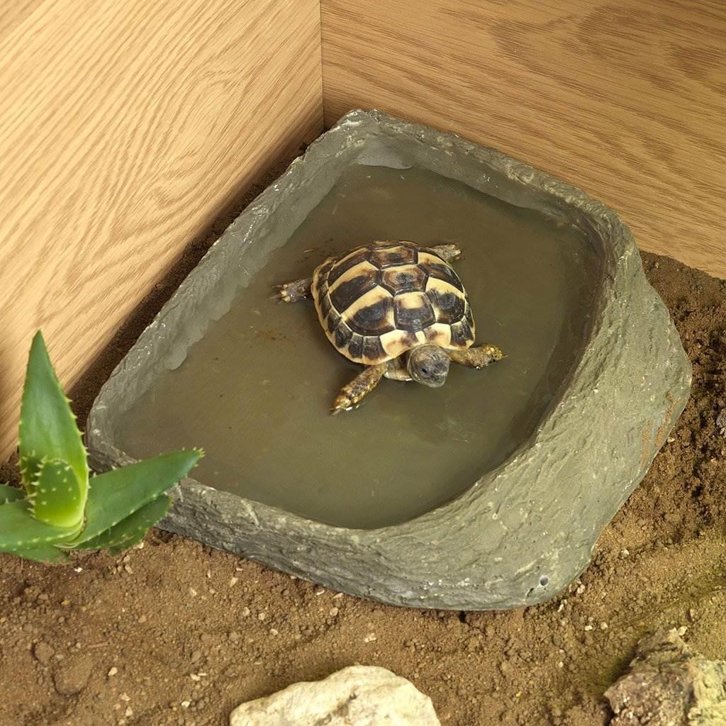 Hermann tortoise hotsell starter kit